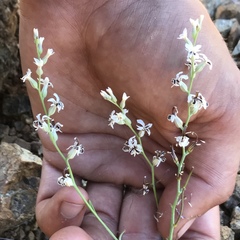 Streptanthus barbiger