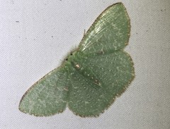 Eucyclodes metaspila