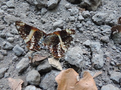 Hypanartia godmanii
