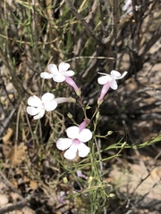 Penstemon ambiguus