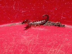 Scorpionoidea