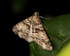 Lipogya eutheta