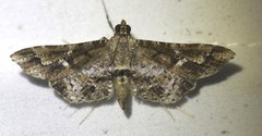 Merodictya marmorata
