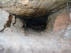 Stelgidopteryx ruficollis