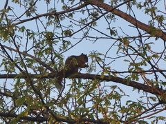 Sciurus niger
