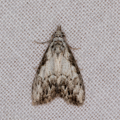 Nola pleurochorda