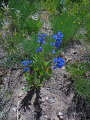 Penstemon cyananthus cyananthus