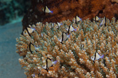 Dascyllus reticulatus