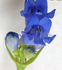 Penstemon cyananthus cyananthus