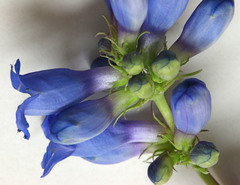 Penstemon cyananthus cyananthus