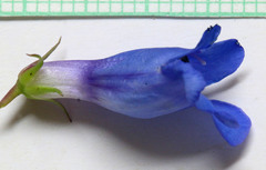 Penstemon cyananthus cyananthus