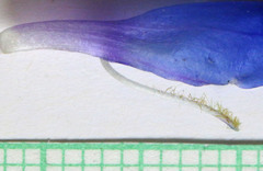 Penstemon cyananthus cyananthus