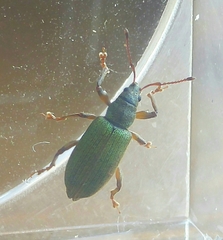 Phyllobius intrusus