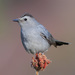 Gray Catbird