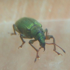Phyllobius intrusus