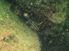 Pareques fuscovittatus