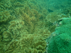 Sinularia brassica