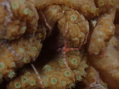 Sinularia brassica