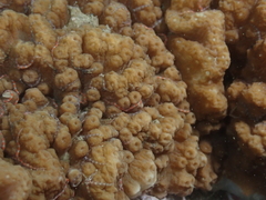 Sinularia brassica