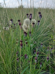 Porophyllum lanceolatum