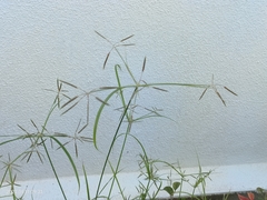 Eriochloa procera
