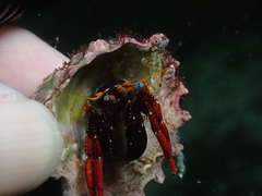 Clibanarius infraspinatus