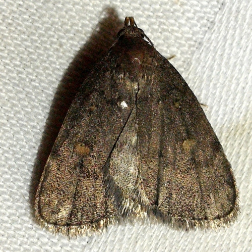Orange-spotted Idia Moth photo 5