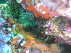 Telmatactis panamensis