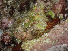 Haliotis diversicolor