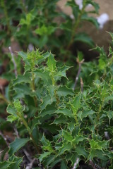 Berkheya spinosa