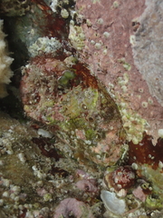 Haliotis diversicolor