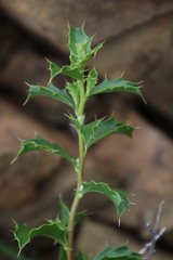 Berkheya spinosa