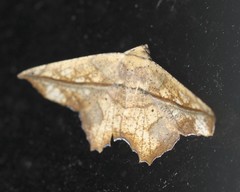 Polyacme dissimilis