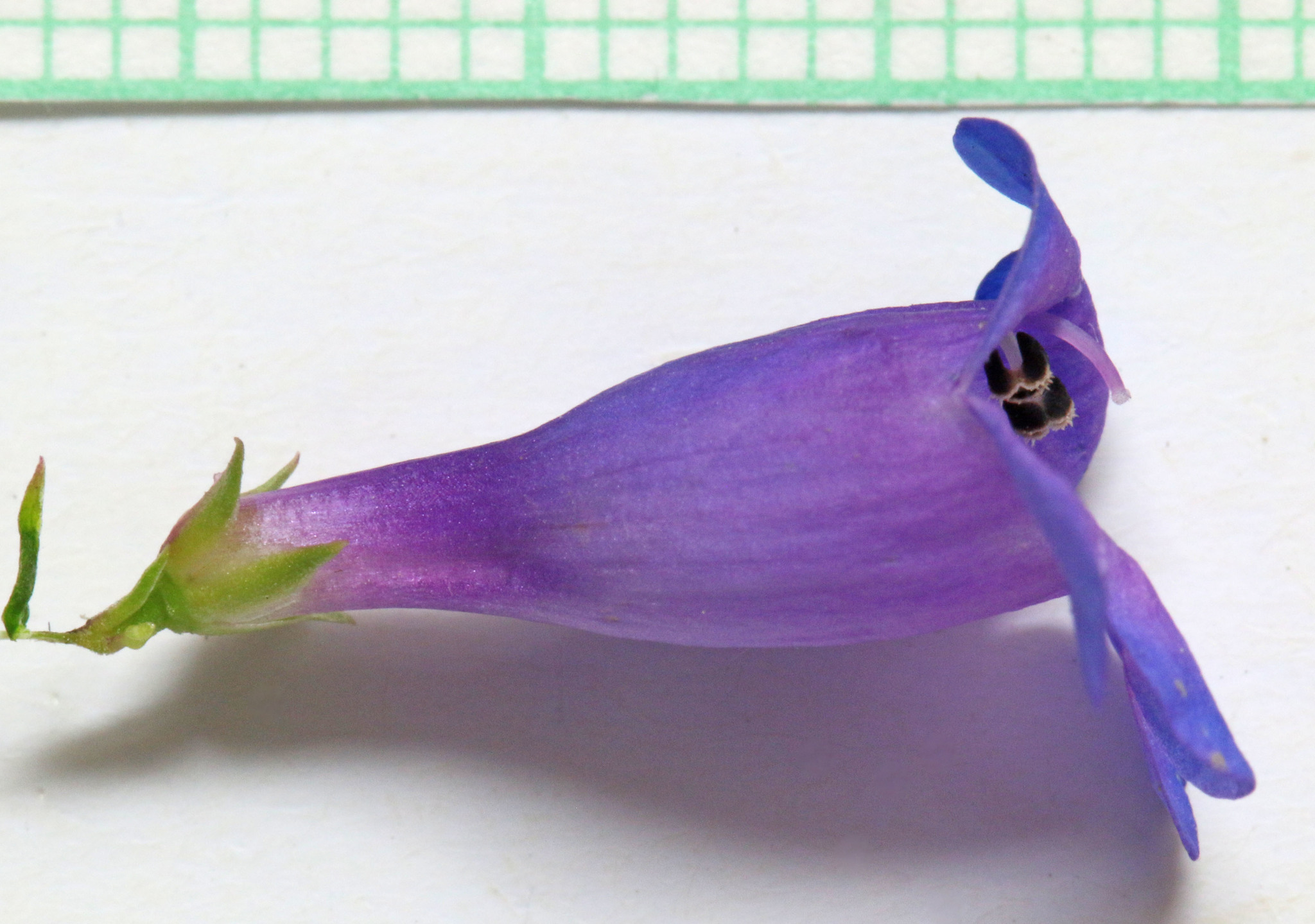 Penstemon leonardii var. leonardii