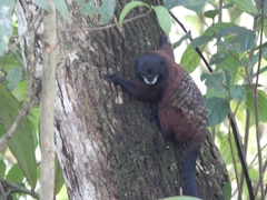 Saguinus fuscicollis