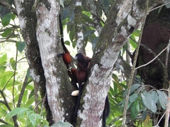 Saguinus fuscicollis