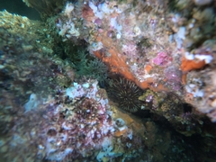 Telmatactis panamensis