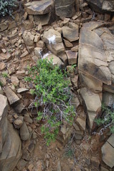 Berkheya spinosa