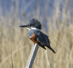 Megaceryle torquata stellata