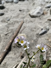 Phacelia brachyloba