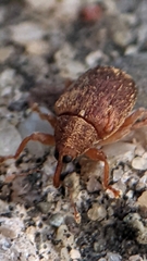 Lignyodes
