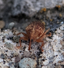 Lignyodes
