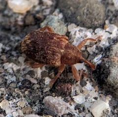 Lignyodes