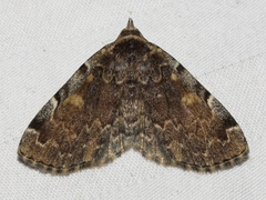 Idia majoralis