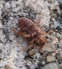 Lignyodes
