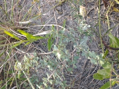 Prosopis reptans