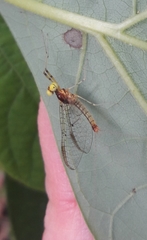 Stenacron interpunctatum