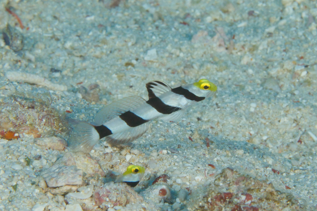 Stonogobiops
