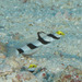 Yellownose Shrimpgoby - Photo (c) Mark Rosenstein, some rights reserved (CC BY-NC-SA)