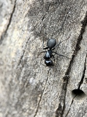 Camponotus tristis